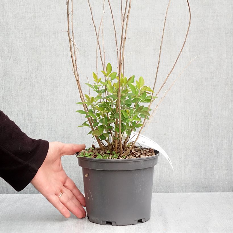 Amostra de Lespedeza liukiuensis Little Volcano Vaso de 3 L/4 L tal como entregue no outono