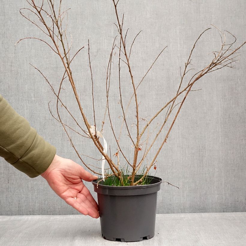 Amostra de Lespedeza liukiuensis Little Volcano Vaso de 3 L/4 L tal como entregue no inverno