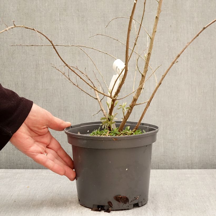 Amostra de Lespedeza liukiuensis Little Volcano Vaso de 3 L/4 L tal como entregue na primavera