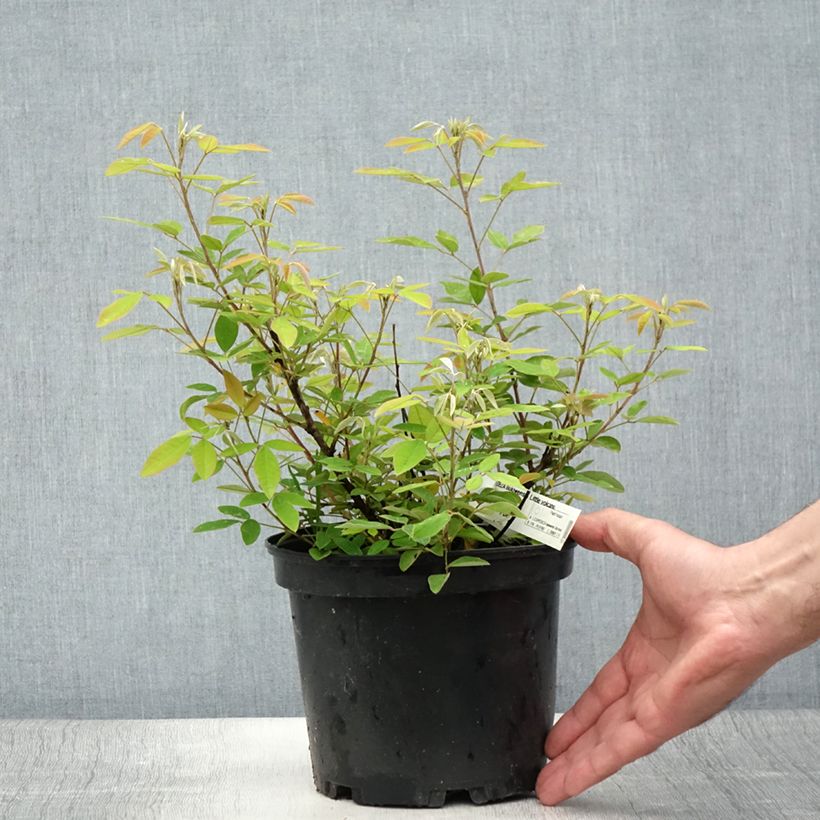 Amostra de Lespedeza liukiuensis Little Volcano - Trèfle en arbre Vaso de 3 L/4 L tal como entregue no verão