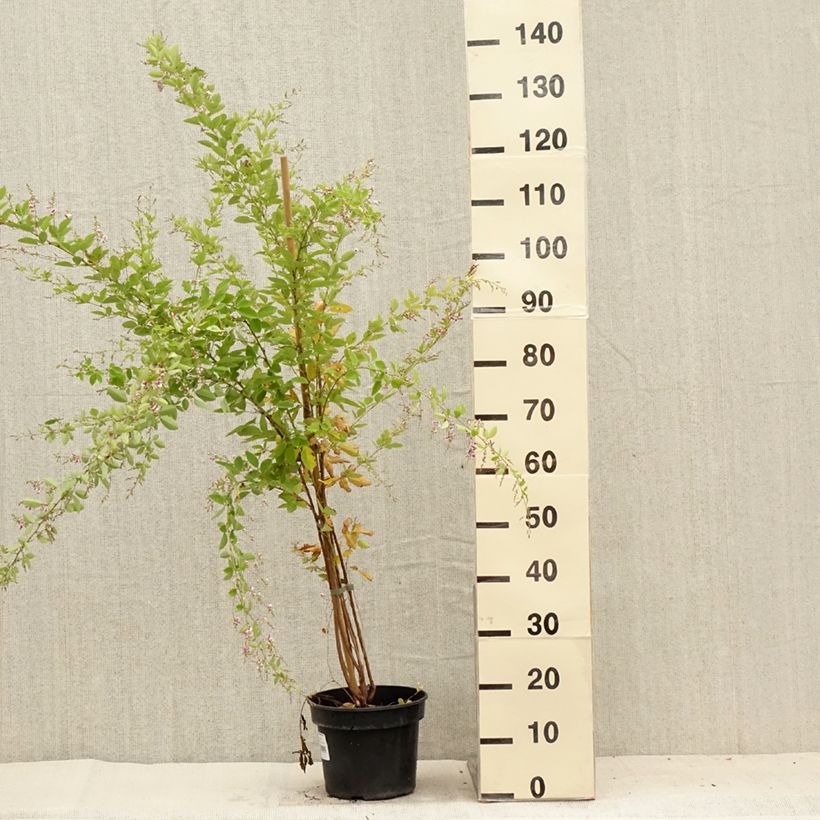 Amostra de Lespedeza thunbergii Edo Vaso de 3 L/4 L tal como entregue no verão