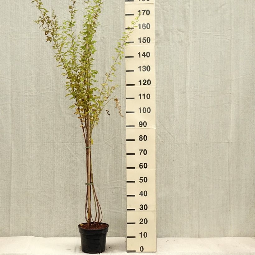 Amostra de Lespedeza thunbergii Edo Vaso de 3 L/4 L tal como entregue no outono