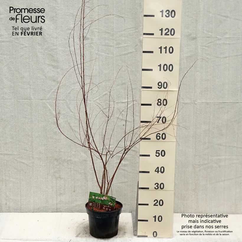 Amostra de Lespedeza thunbergii Edo-Shibori Vaso de 3 L/4 L tal como entregue no inverno