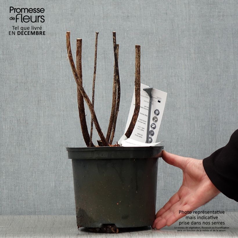 Amostra de Lespedeza thunbergii Gibraltar - Trèfle en arbre Vaso de 2 L/3 L tal como entregue no inverno