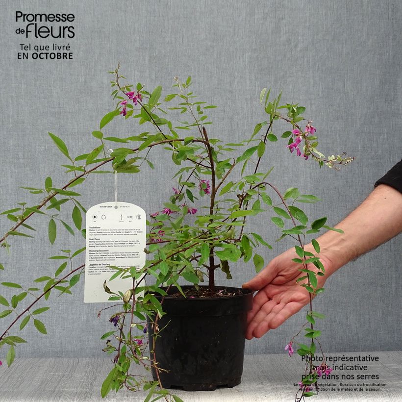 Amostra de Lespedeza thunbergii Vaso de 2 L/3 L tal como entregue no outono