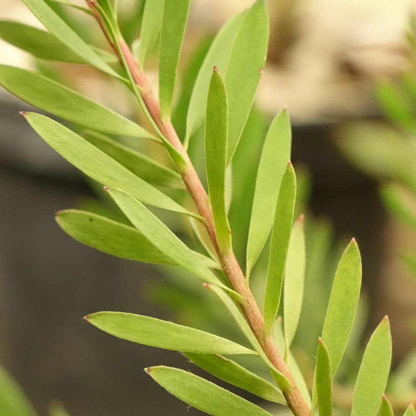 Leucadendron Cheeky (Folhagem)