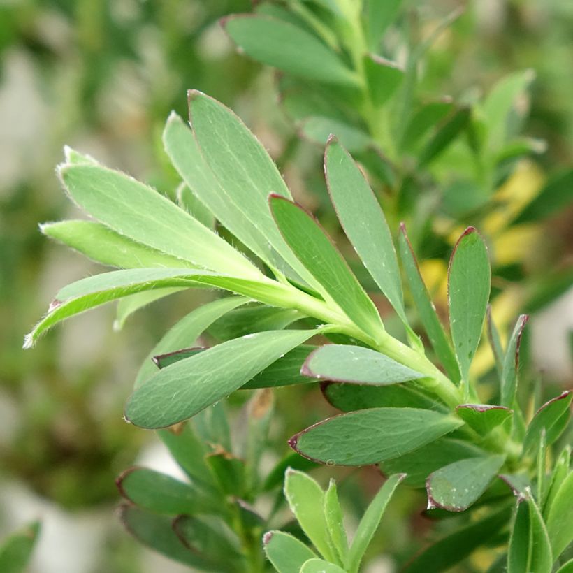Leucadendron salignum Devil's Blush (Folhagem)