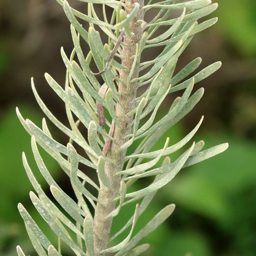 Leucadendron galpinii Carlin (Folhagem)