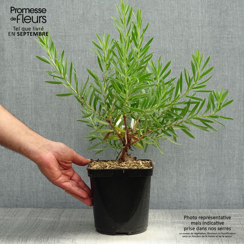 Amostra de Leucadendron laureolum × salignum Inca Gold Vaso de 3 L/4 L tal como entregue no outono