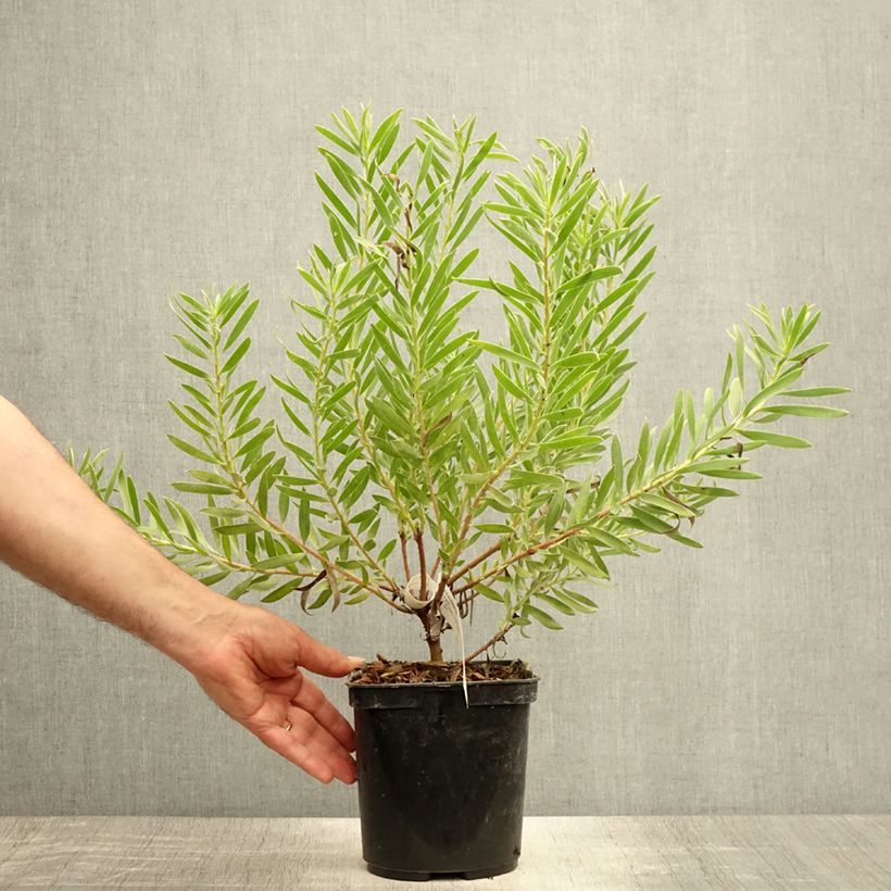 Amostra de Leucadendron laureolum × salignum Inca Gold Vaso de 3 L/4 L tal como entregue no verão