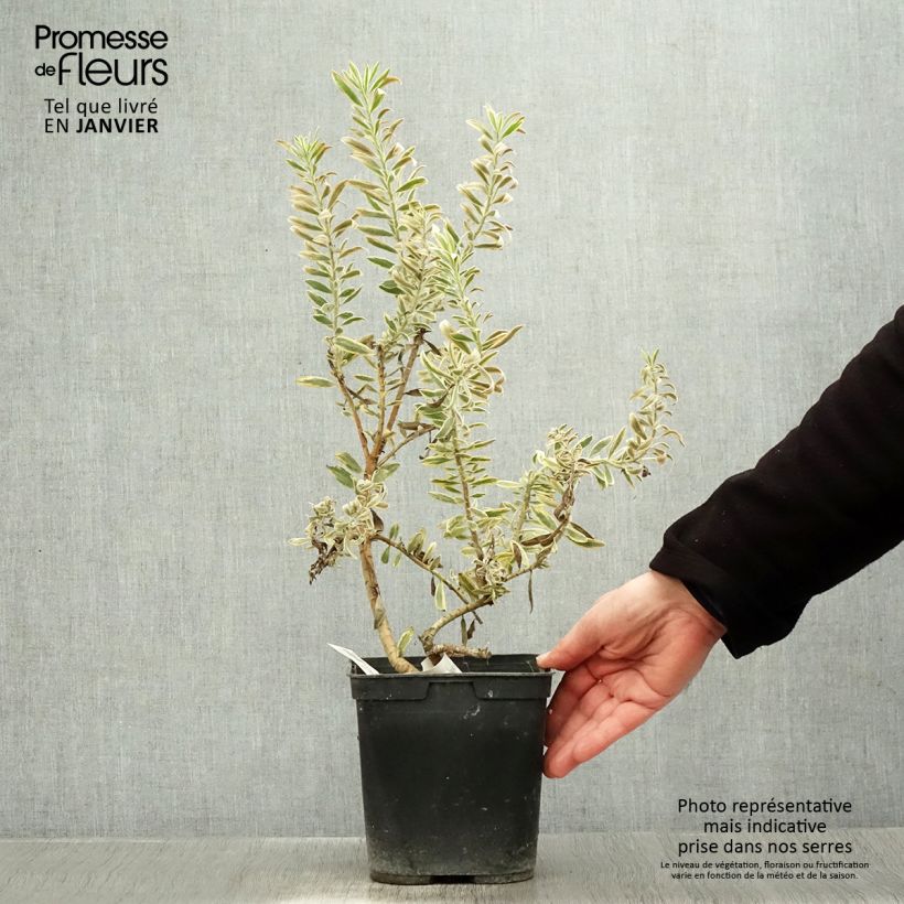 Amostra de Leucadendron Jester  Vaso de 3 L/4 L tal como entregue no inverno