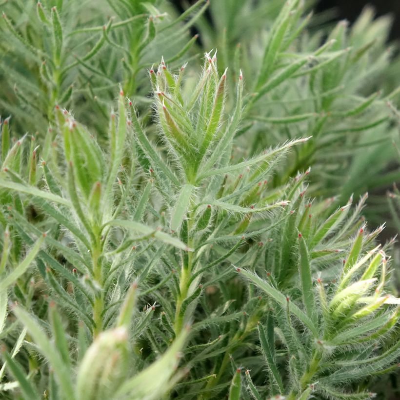 Leucadendron Jubilee Crown (Folhagem)