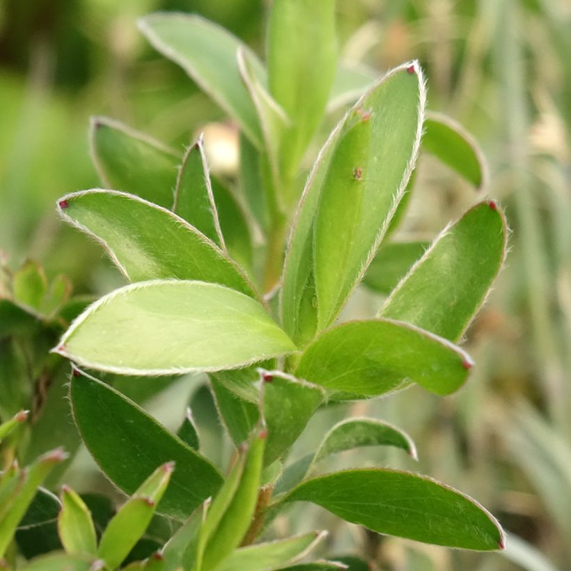 Leucadendron Safari Goldstrike (Folhagem)