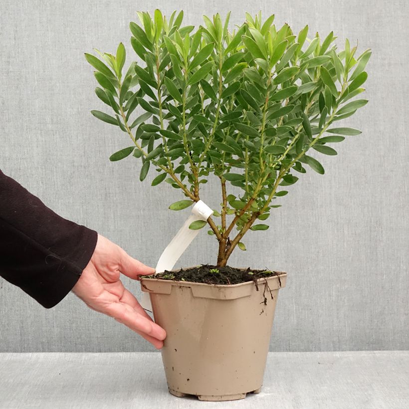 Amostra de Leucadendron Safari Goldstrike Vaso de 3 L/4 L tal como entregue no outono