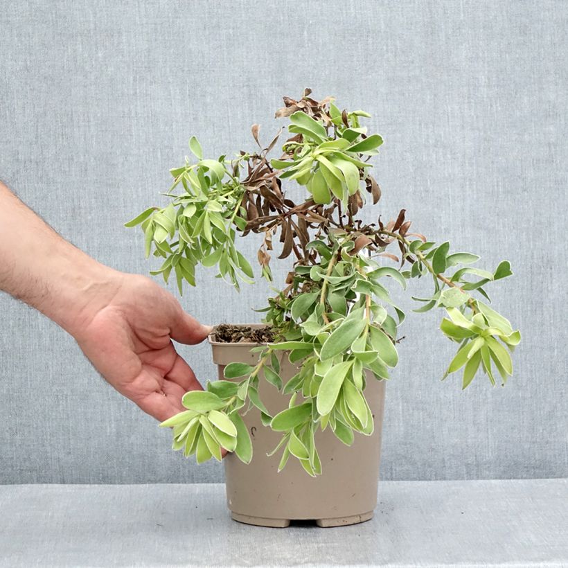 Amostra de Leucadendron Safari Goldstrike Vaso de 3 L/4 L tal como entregue no verão
