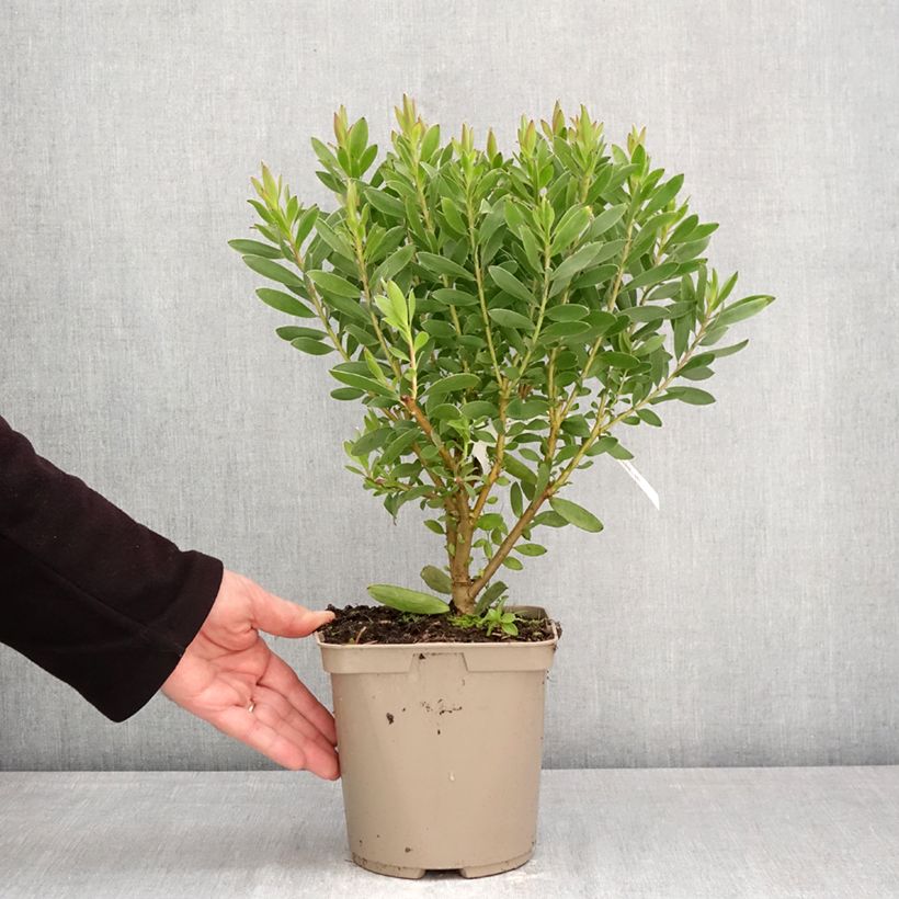 Amostra de Leucadendron Safari Goldstrike Vaso de 3 L/4 L tal como entregue na primavera