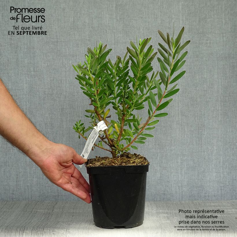 Amostra de Leucadendron Safari Sunset Vaso de 3 L/4 L tal como entregue no outono