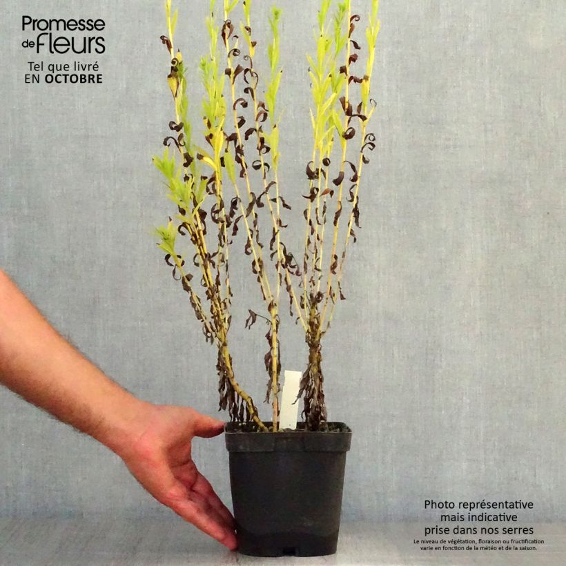 Amostra de Leucanthemella serotina Vaso de 2 L/3 L tal como entregue no outono
