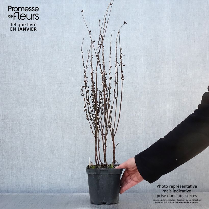 Amostra de Leucanthemella serotina - Grande marguerite d'automne Vaso de 2 L/3 L tal como entregue no inverno