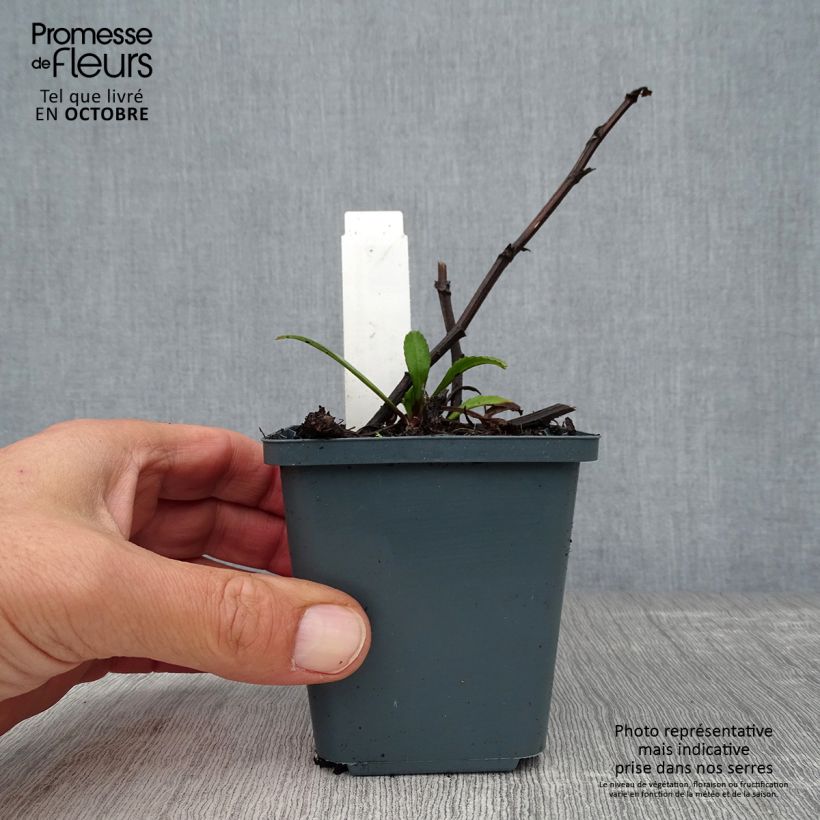 Amostra de Leucanthemum Polaris Vaso de 8/9 cm tal como entregue no outono