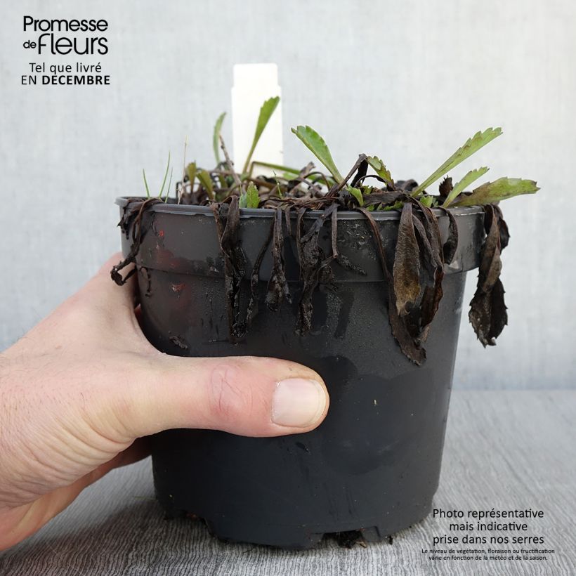 Amostra de Leucanthemum Princesse d'Argent Vaso de 2 L/3 L tal como entregue no outono