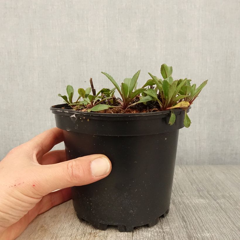 Amostra de Leucanthemum Princesse d'Argent Vaso de 2 L/3 L tal como entregue na primavera