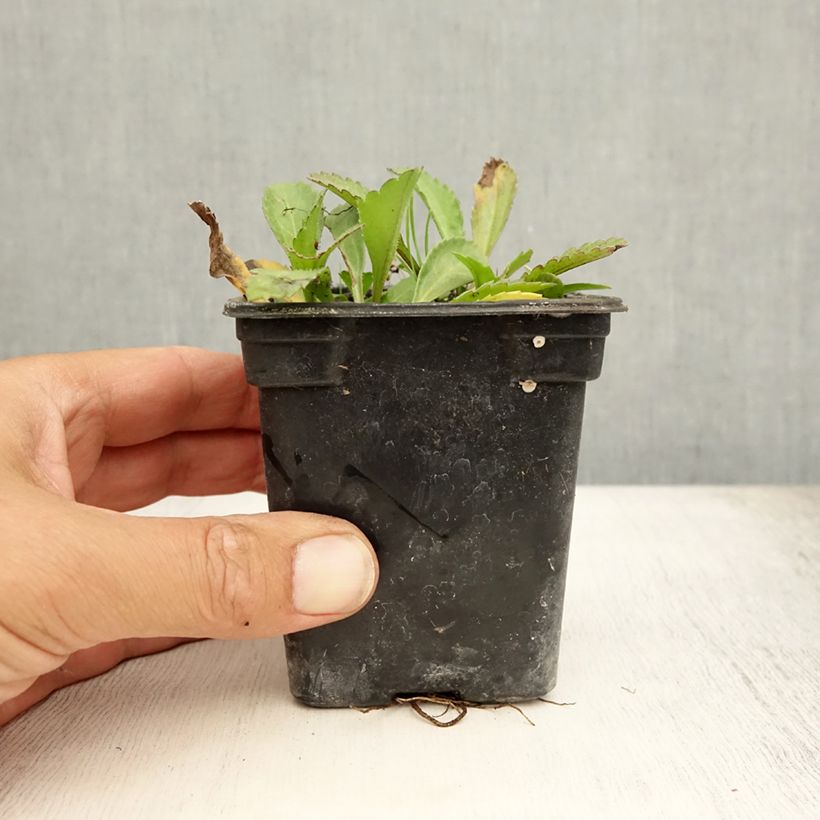 Amostra de Leucanthemum Princesse d'Argent Vaso de 7/8 cm tal como entregue no verão