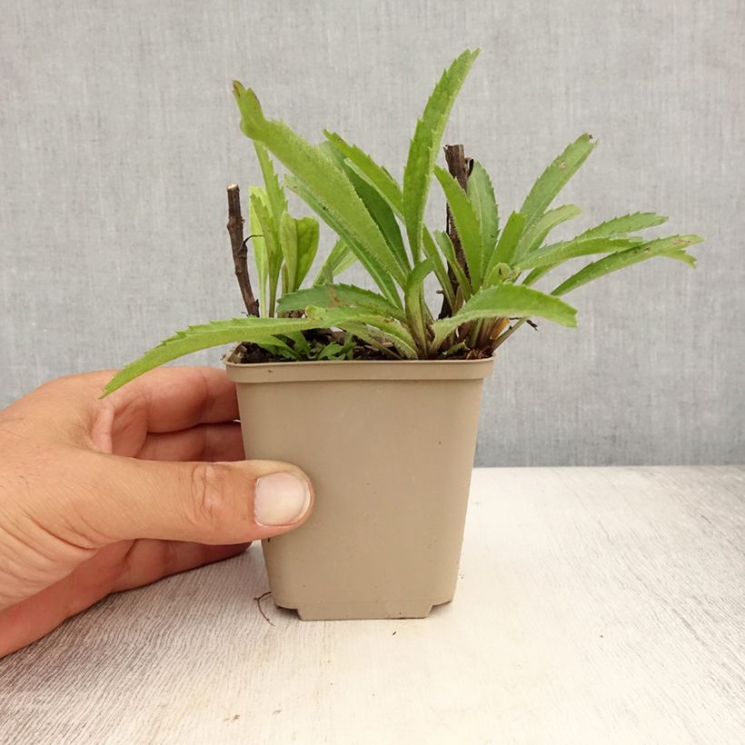 Amostra de Leucanthemum Real Neat Vaso de 8/9 cm tal como entregue no verão