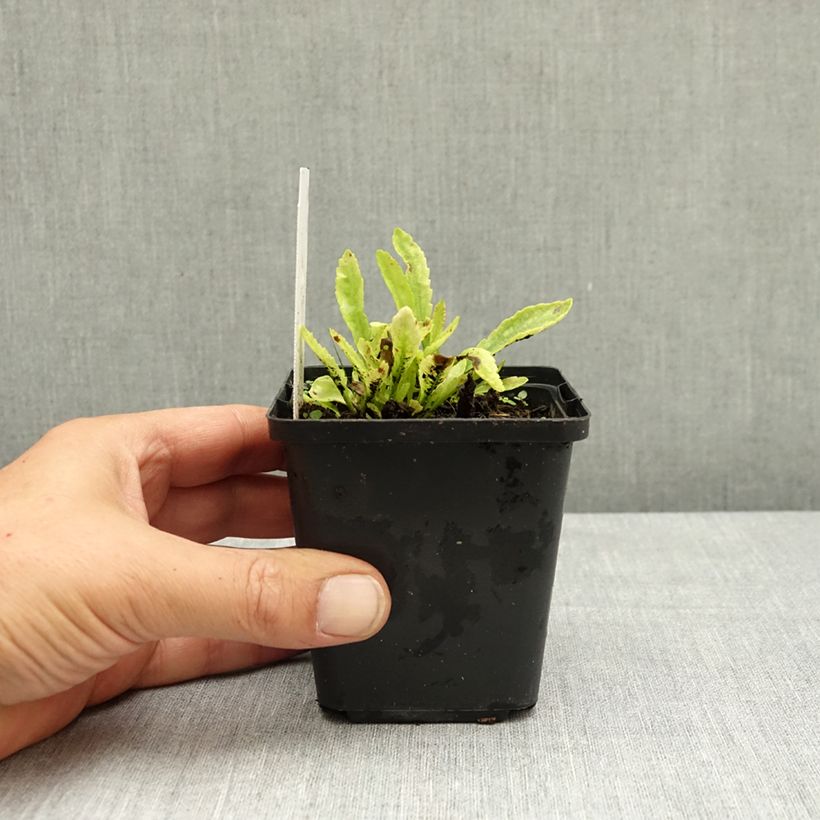 Amostra de Leucanthemum Snow Lady Vaso de 8/9 cm tal como entregue no verão