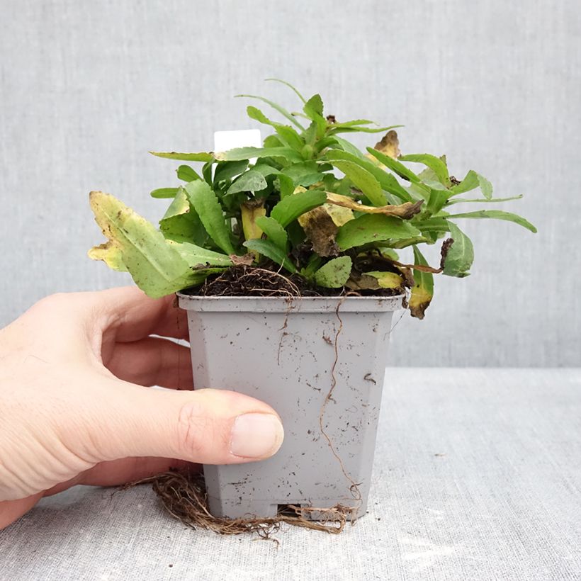 Amostra de Leucanthemum Snow Lady Vaso de 8/9 cm tal como entregue no inverno