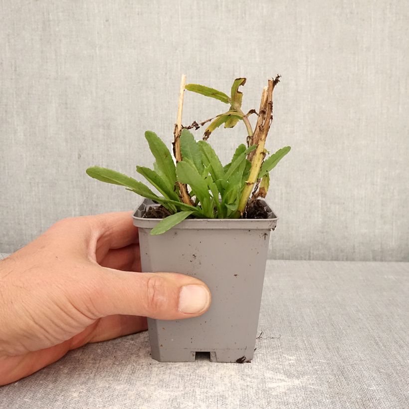 Amostra de Leucanthemum Snow Lady Vaso de 8/9 cm tal como entregue na primavera