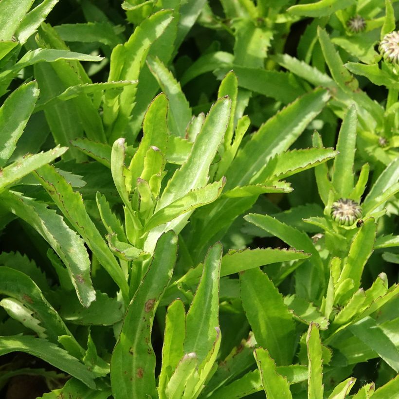 Leucanthemum Snow Lady (Folhagem)
