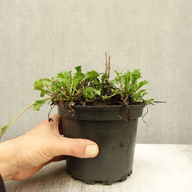 Amostra de Leucanthemum superbum Becky - Grande marguerite Pot de 2L/3L tal como entregue no outono