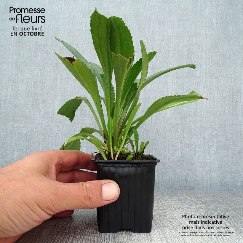 Amostra de Leucanthemum Becky Vaso de 8/9 cm tal como entregue no outono