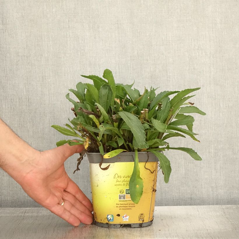 Amostra de Leucanthemum superbum Broadway Lights Vaso de 2 L/3 L tal como entregue no outono