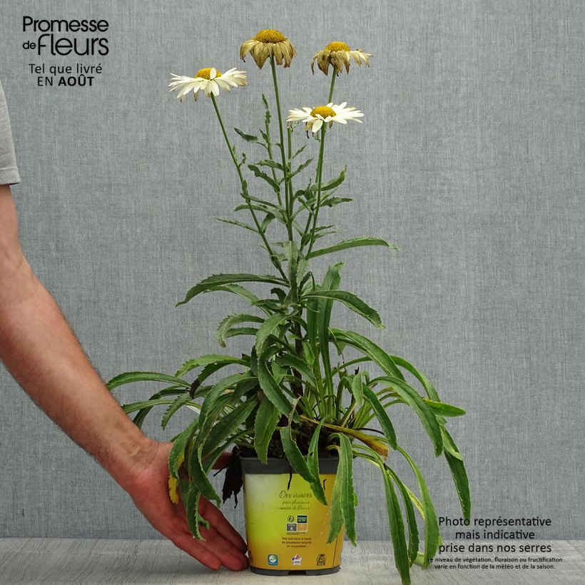 Amostra de Leucanthemum superbum Broadway Lights Vaso de 2 L/3 L tal como entregue no verão