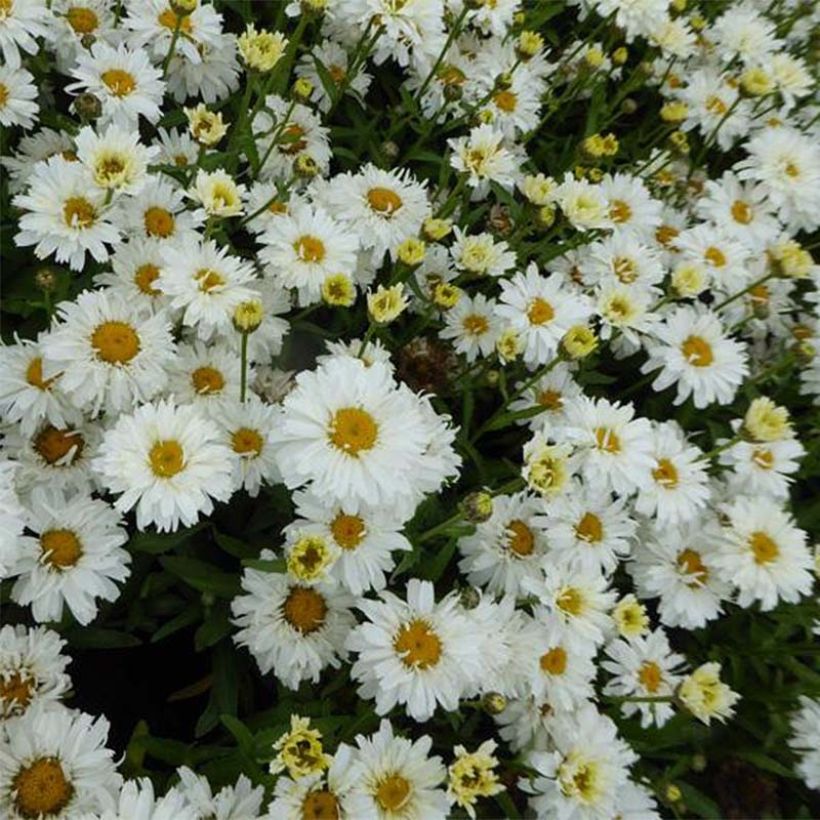 Leucanthemum superbum Freak (Floração)
