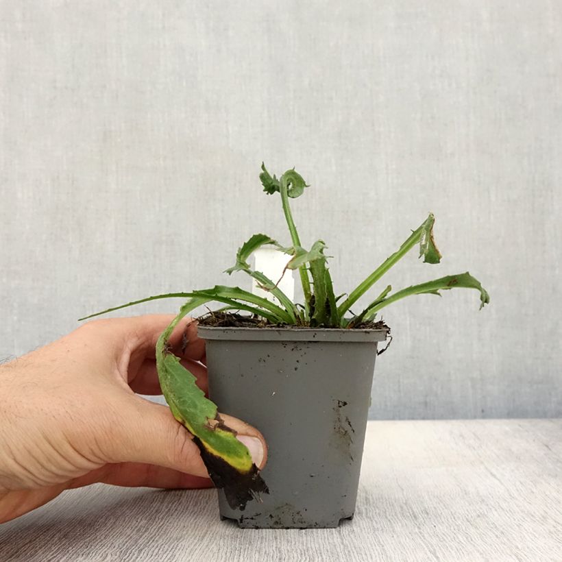Amostra de Leucanthemum Goldfinch Vaso de 8/9 cm tal como entregue no outono