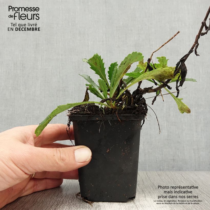 Amostra de Leucanthemum superbum Gruppenstolz - Grande marguerite Vaso de 8/9 cm tal como entregue no inverno