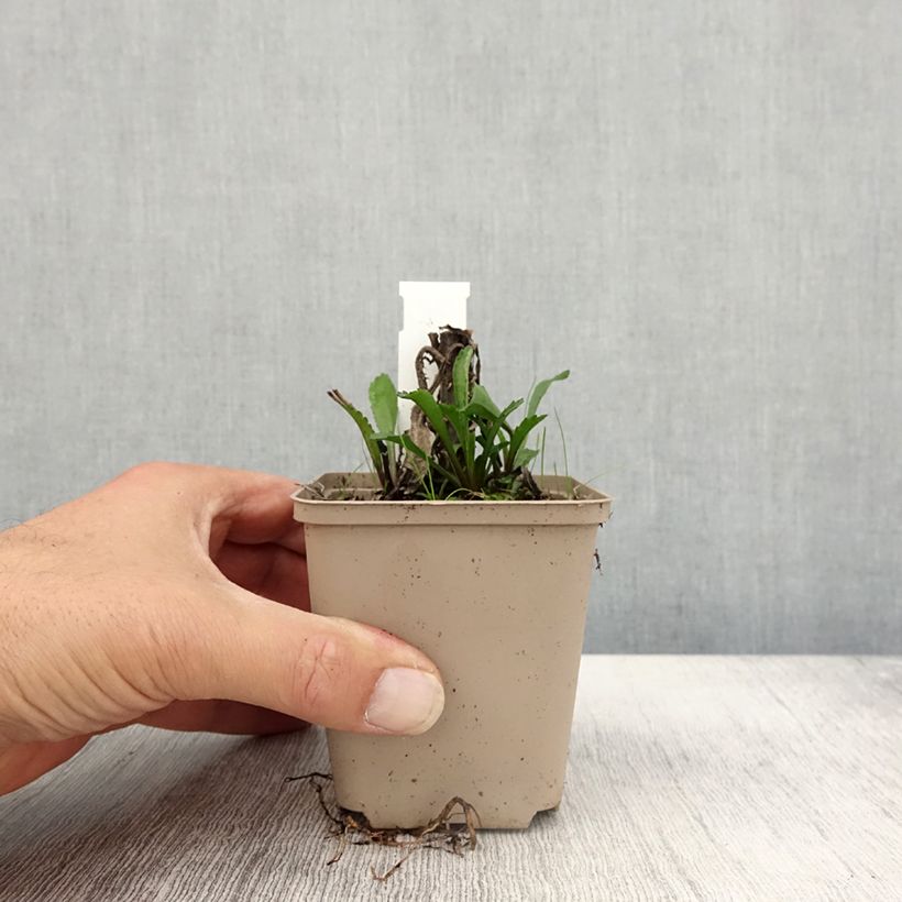 Amostra de Leucanthemum Luna Vaso de 8/9 cm tal como entregue no outono