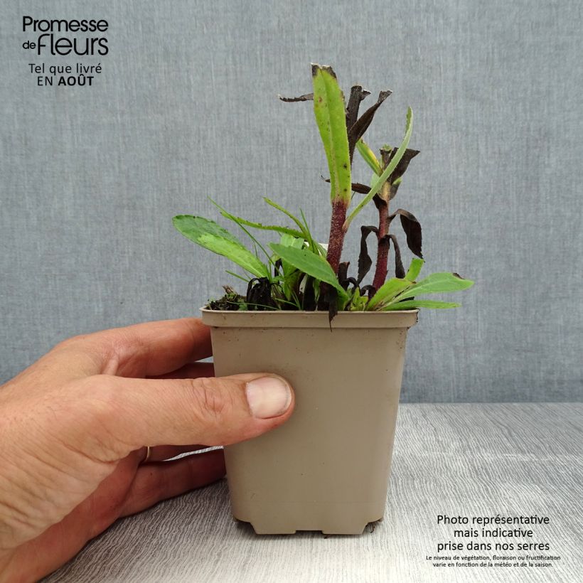 Amostra de Leucanthemum Luna Vaso de 8/9 cm tal como entregue no verão