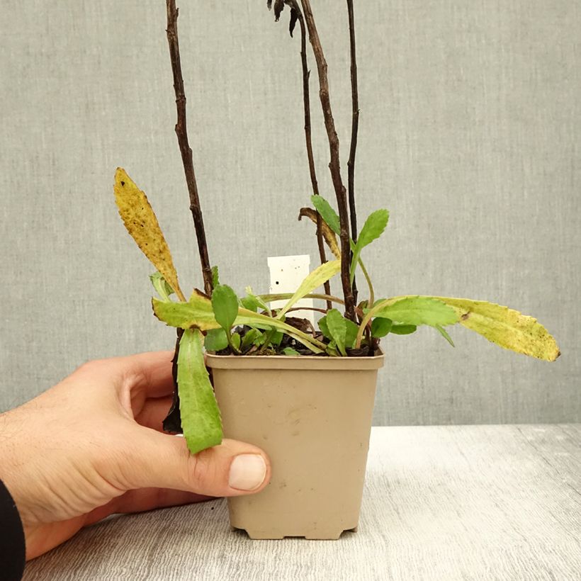 Amostra de Leucanthemum Old Court Vaso de 8/9 cm tal como entregue no outono