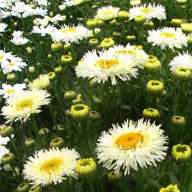 Leucanthemum Real Galaxy (Floração)