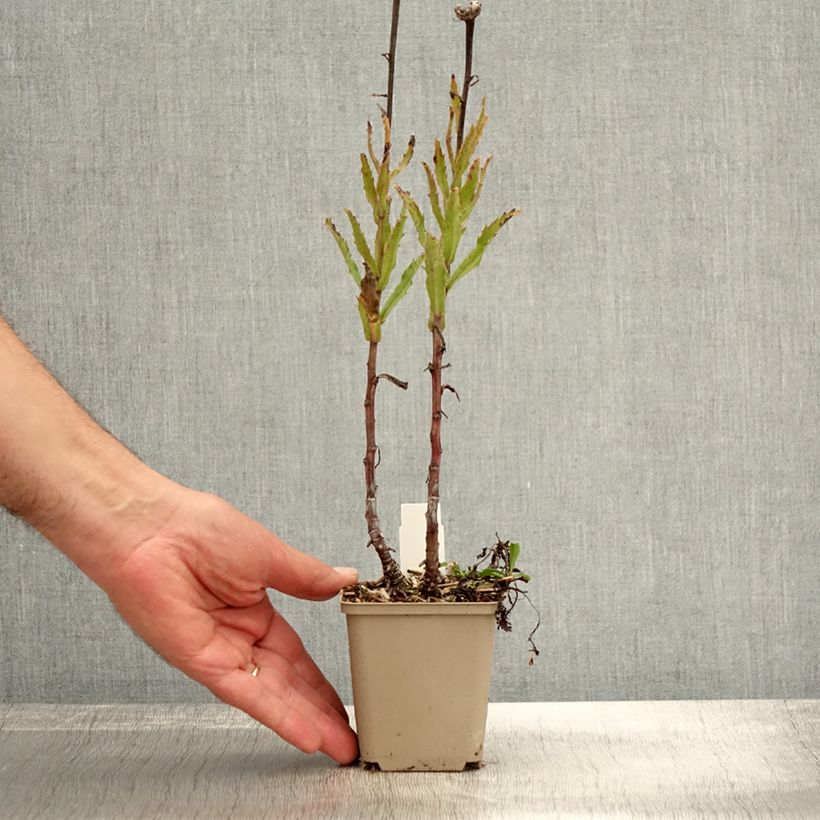 Amostra de Leucanthemum Real Glory Vaso de 8/9 cm tal como entregue no outono