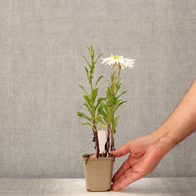 Amostra de Leucanthemum Real Glory Vaso de 8/9 cm tal como entregue no verão