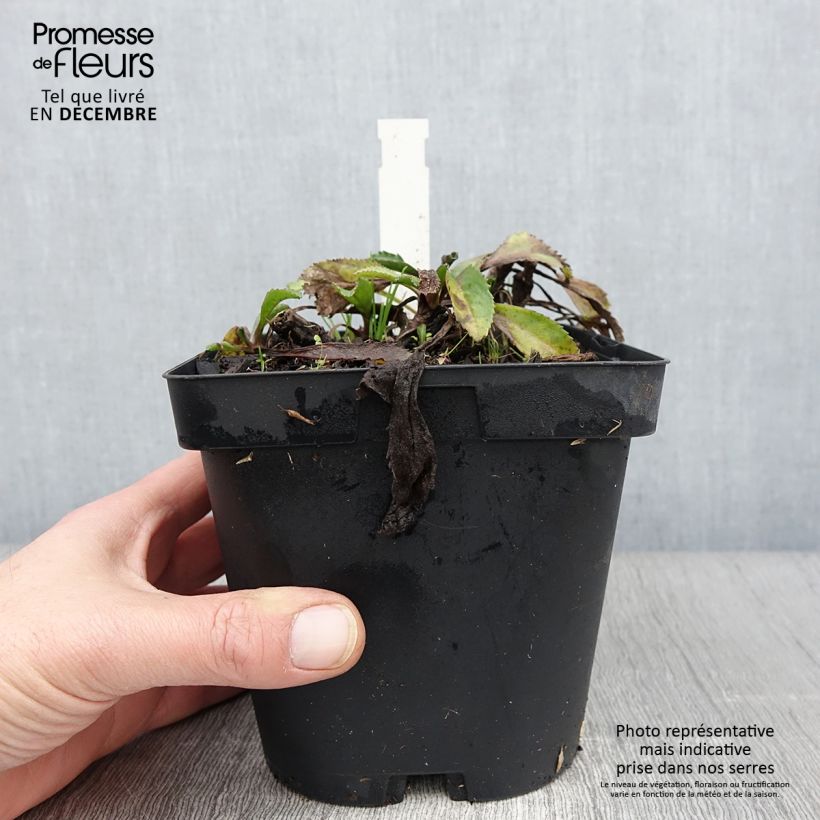 Amostra de Leucanthemum superbum Wirral Supreme Vaso de 2 L/3 L tal como entregue no outono