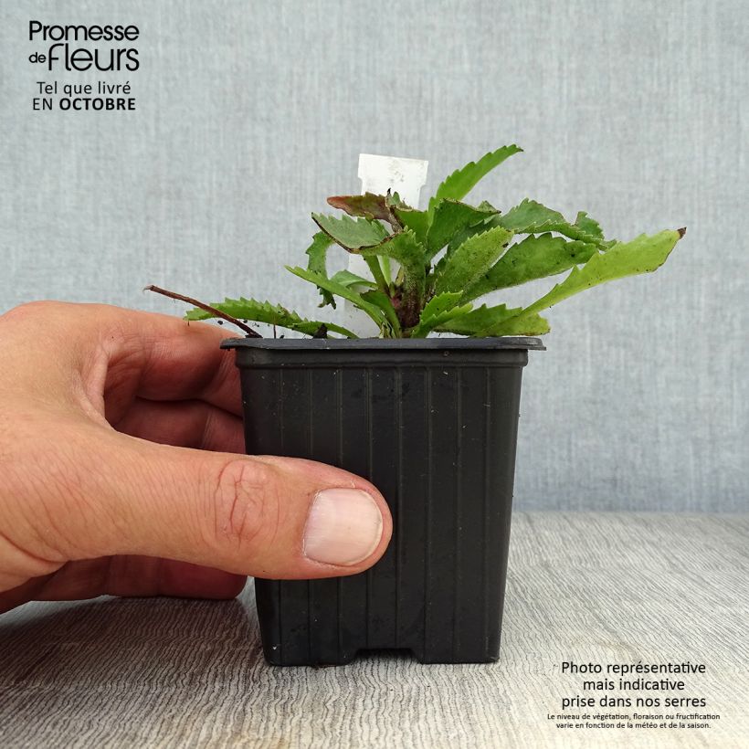Amostra de Leucanthemum Victorian Secret Vaso de 8/9 cm tal como entregue no outono