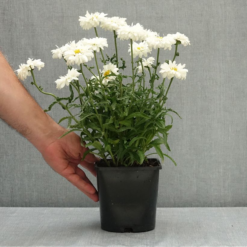 Amostra de Leucanthemum Victorian Secret Vaso de 2 L/3 L tal como entregue no verão