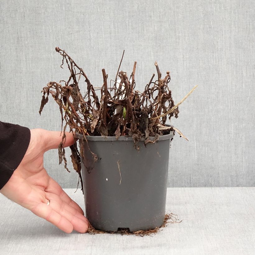 Amostra de Leucanthemum Victorian Secret - Marguerite à fleurs doubles Vaso de 2 L/3 L tal como entregue no inverno