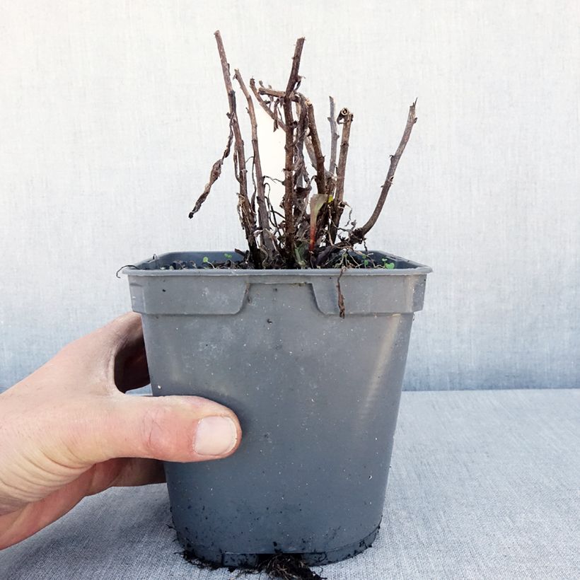 Amostra de Leucanthemum Victorian Secret Vaso de 2 L/3 L tal como entregue na primavera